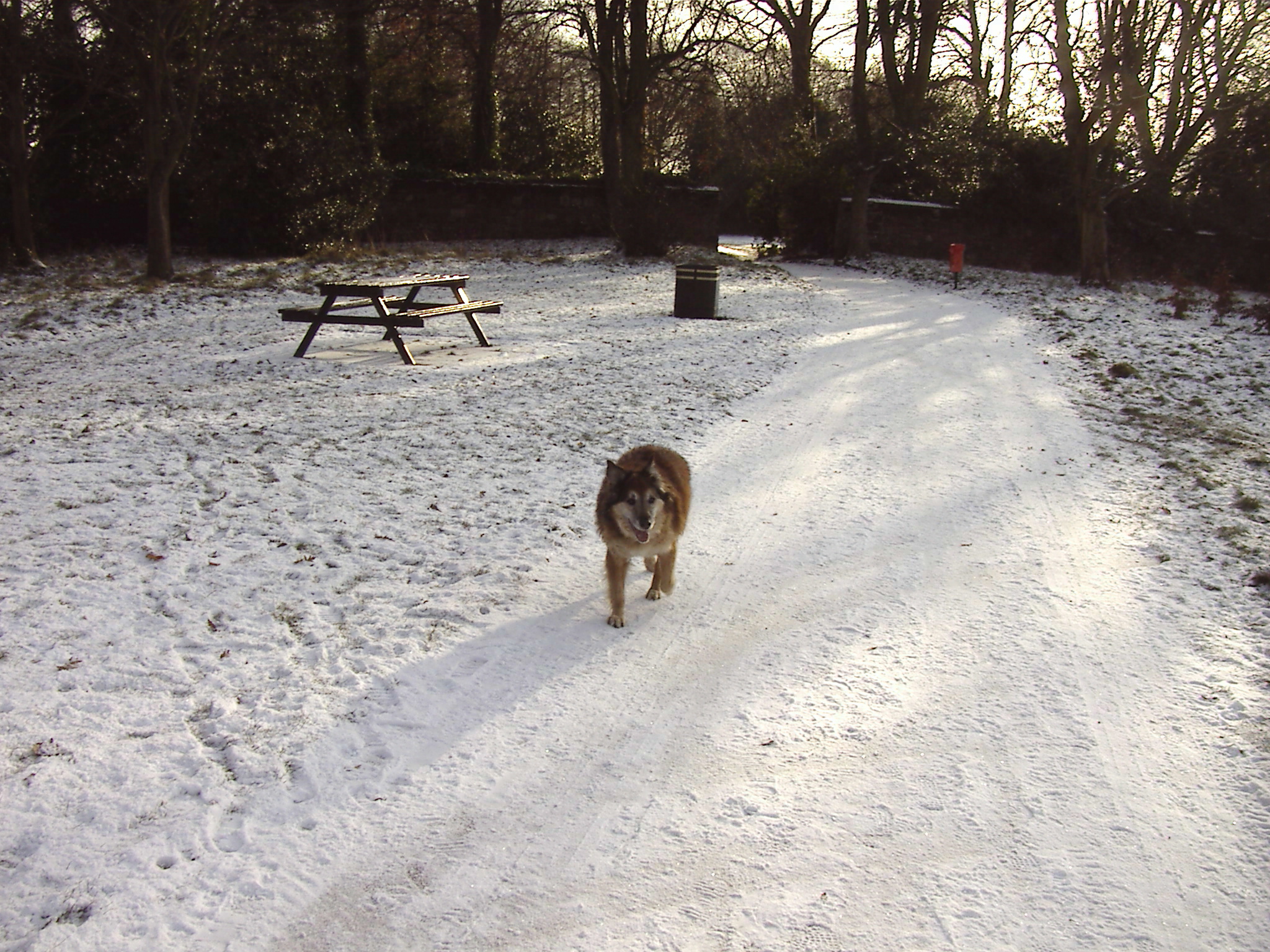 Max on Woolton Woods - Camp Hill 1/12/2010 at 12.44pm