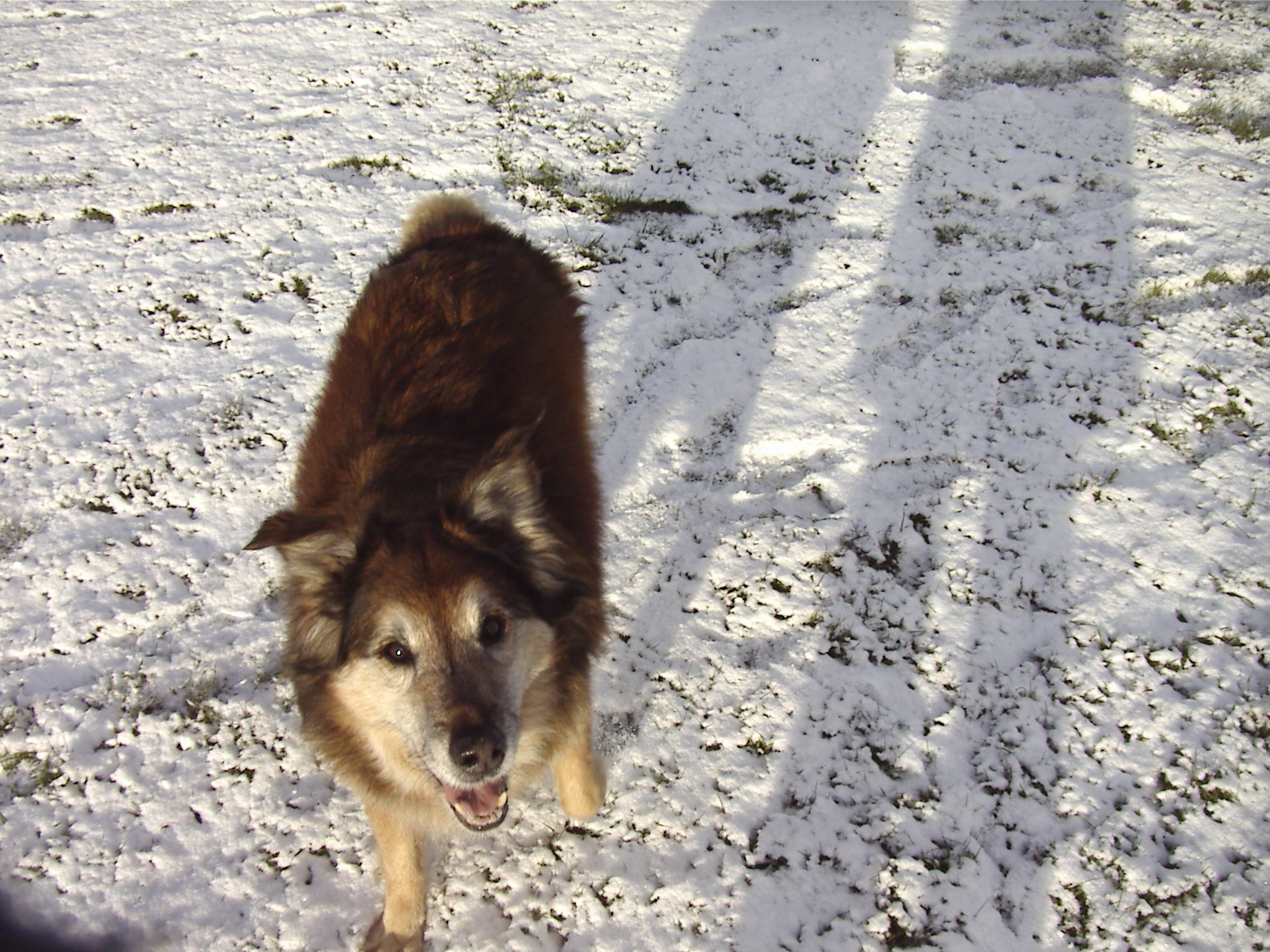 Max on Woolton Woods - Camp Hill 1/12/2010 at 13.03