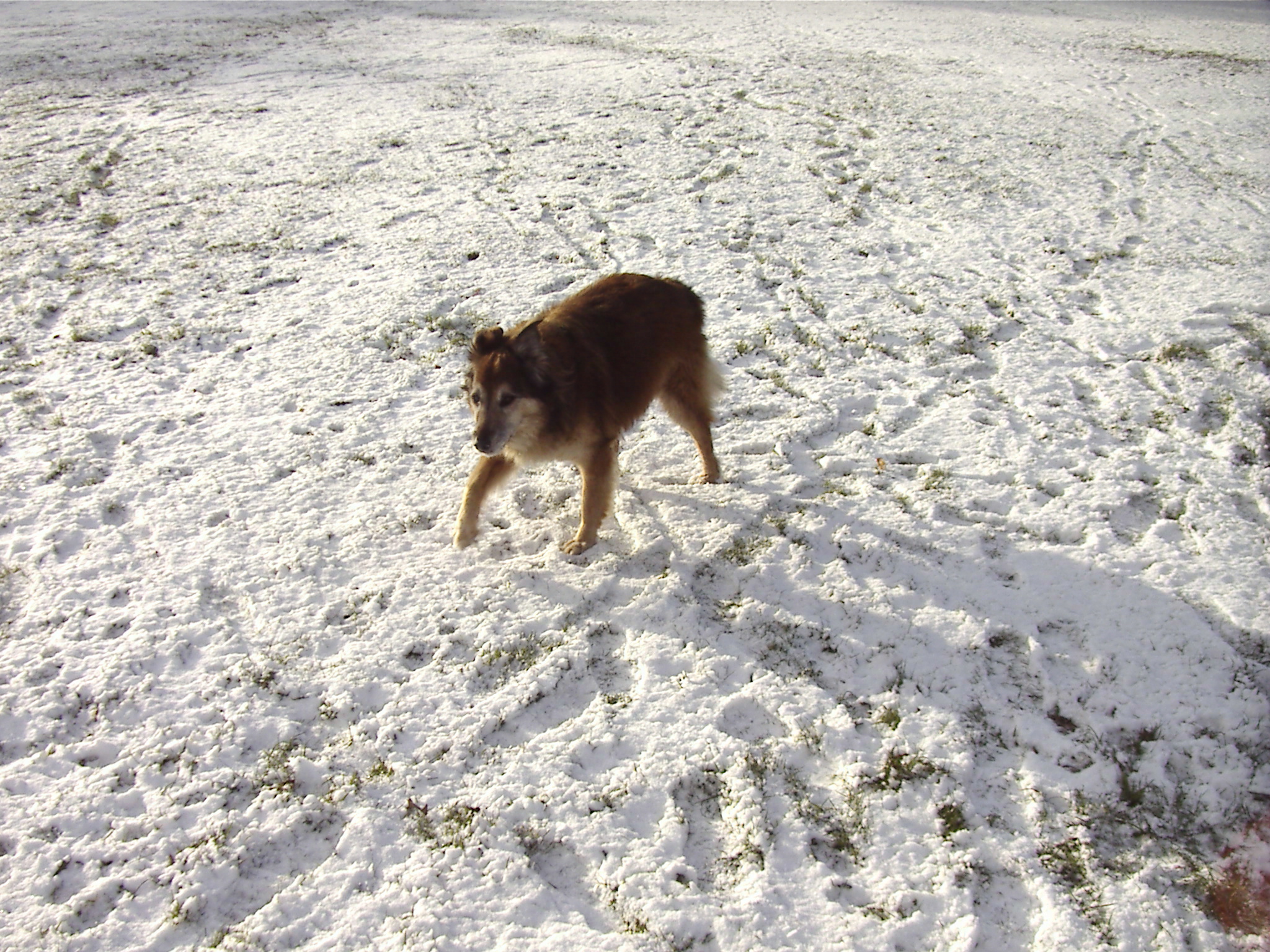 Max on Woolton Woods - Camp Hill 1/12/2010 at 13.04