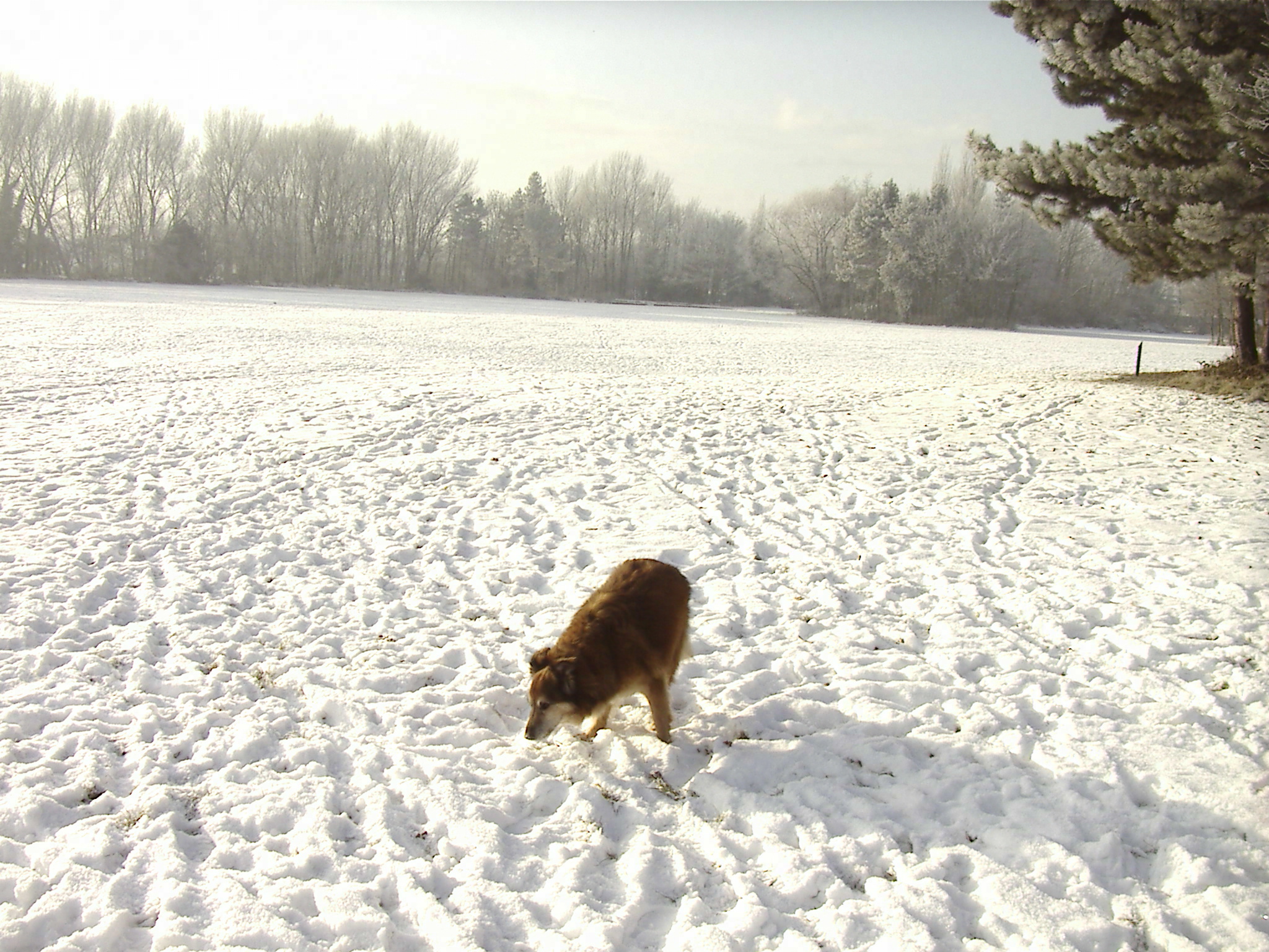 Max'sEatingSnow-SpikeIlandWidnes25thDecember2010.JPG