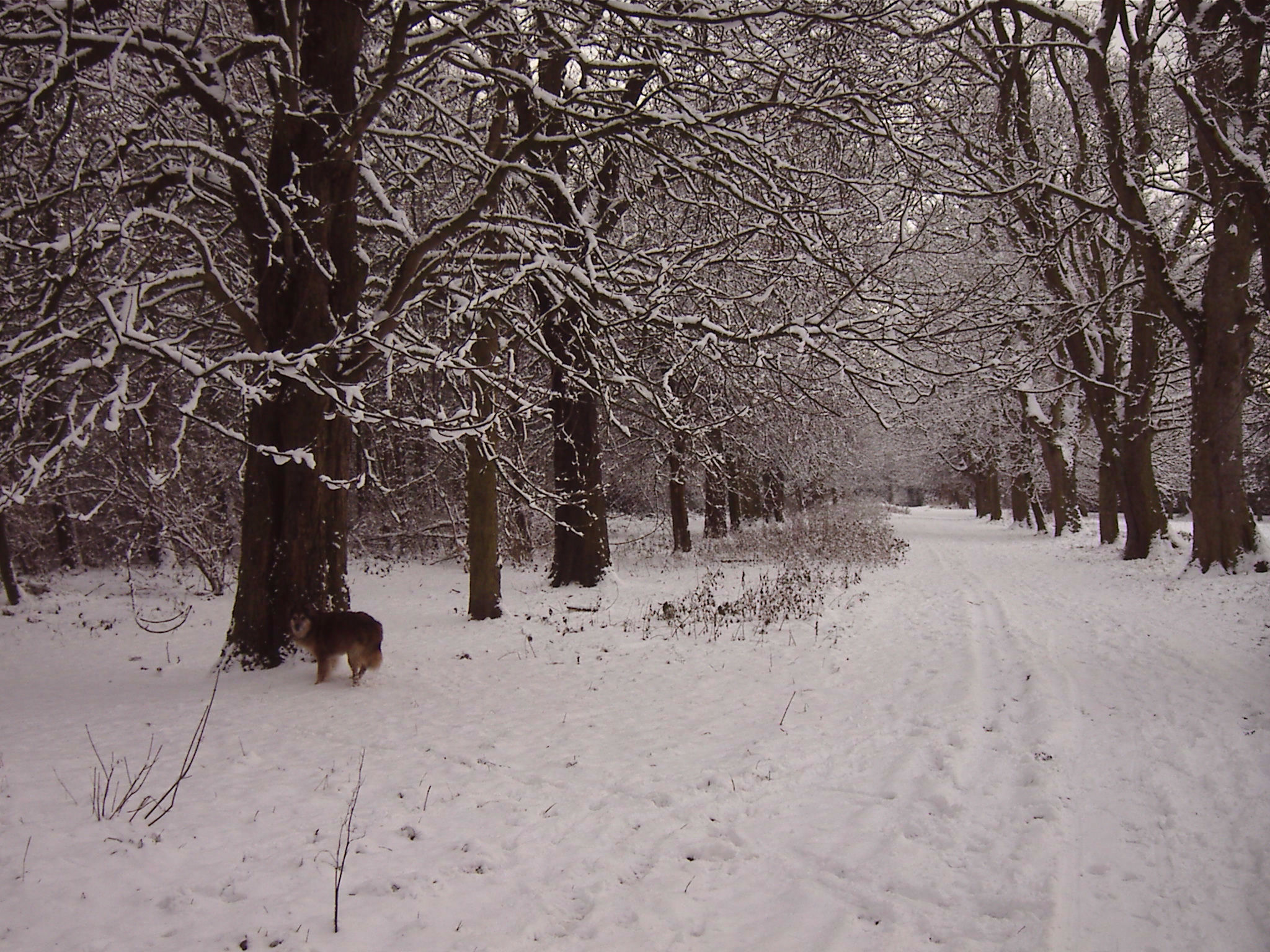 Max and Avenue of Snow 1 - Clarks Gardens Woolton 18th December 2010