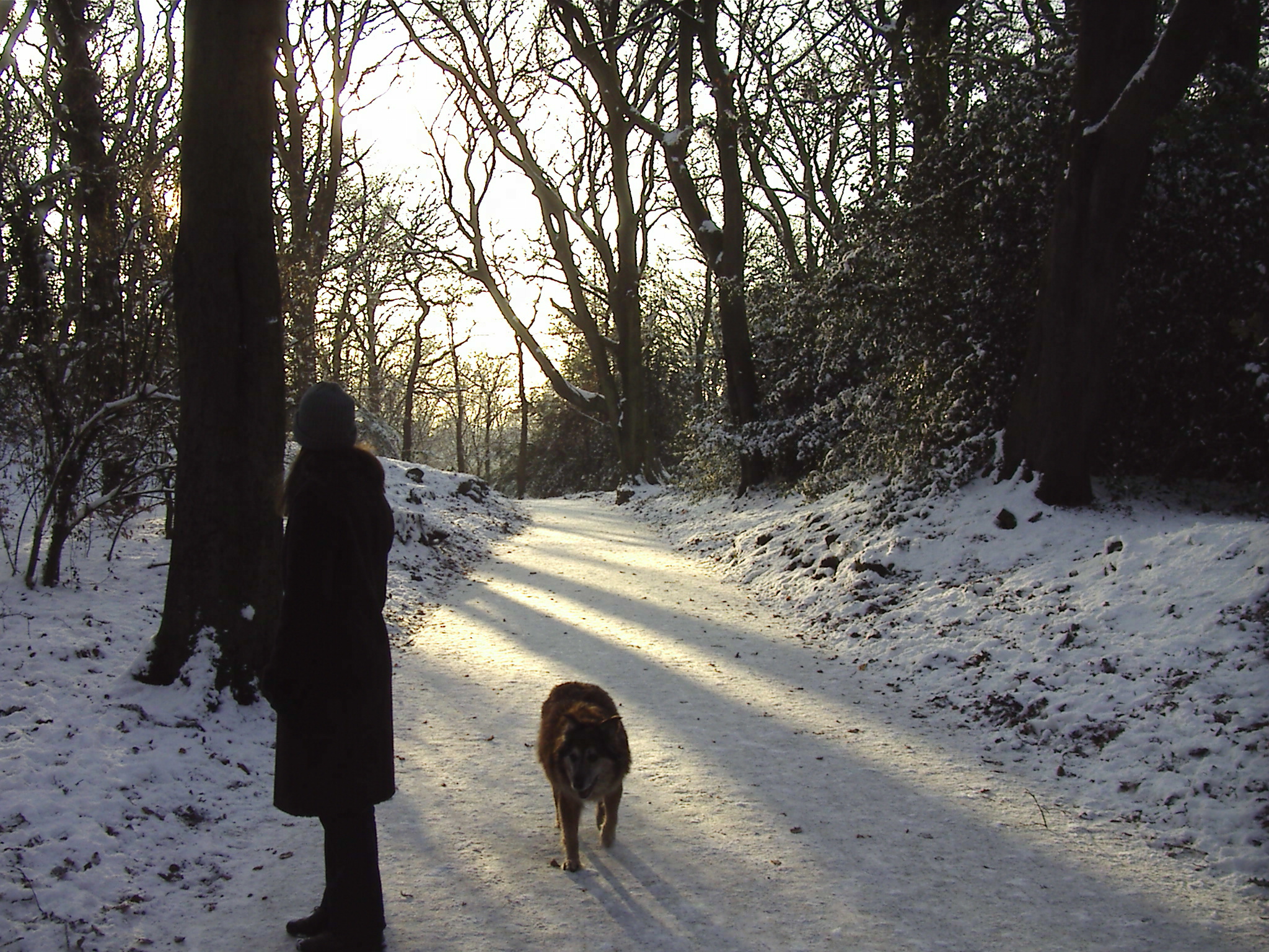 Max and Avenue of Snow - Woolton Woods 19th December 2010