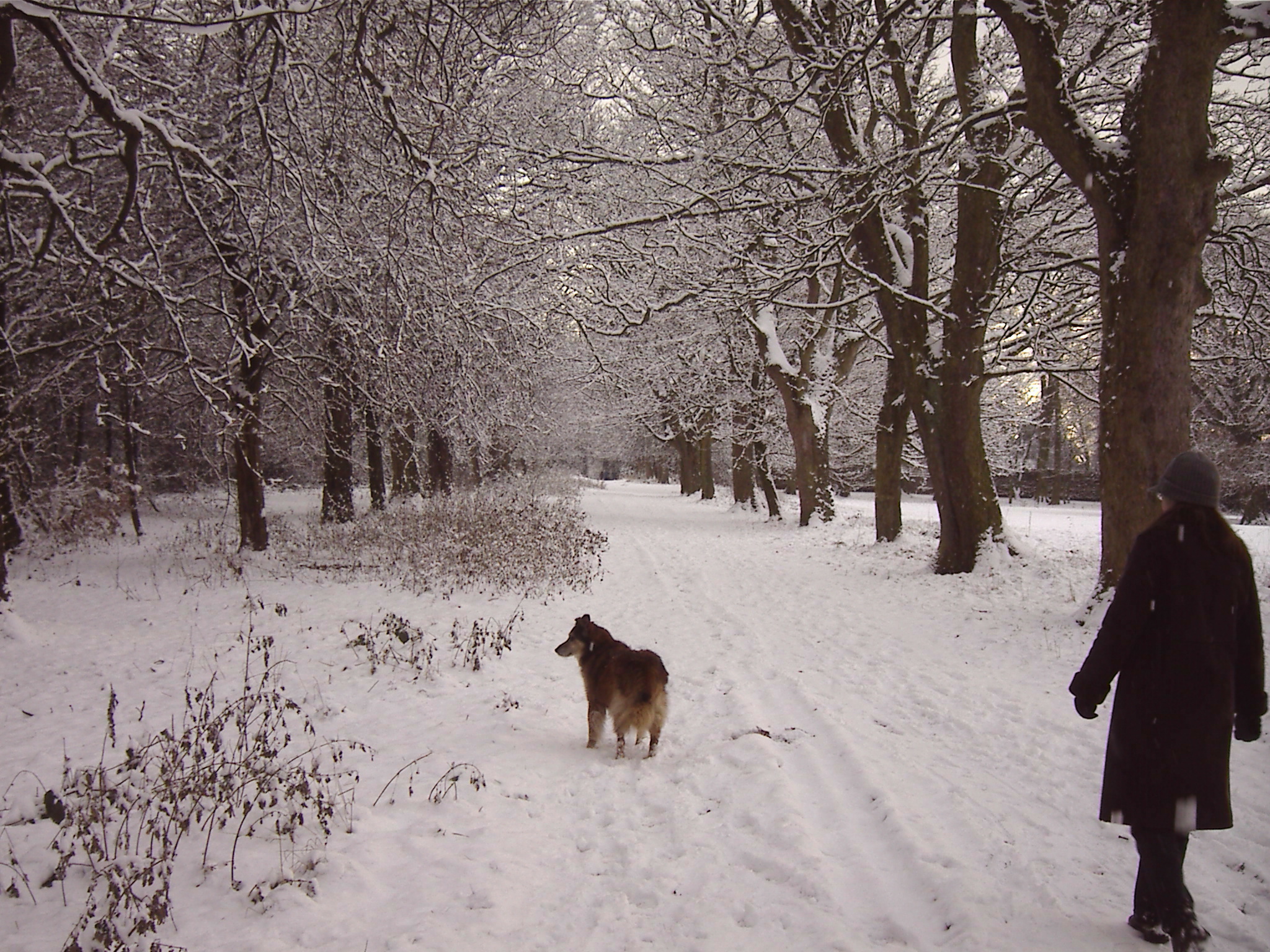 Max and Avenue of Snow 2 - Clarks Gardens Woolton 18th December 2010